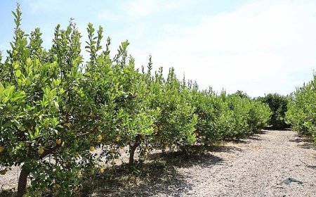 Organik atıklar toprak iyileştirici ürüne dönüştürüldü