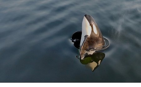 2 Bölümden Oluşan ‘Orkaların Gizemli Yaşamı’, 8 ve 15  Haziran Pazar Günleri 20.00’de National Geographic WILD Ekranlarında İzleyicilerle Buluşuyor!