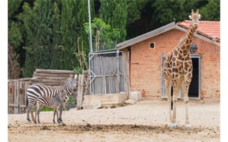 İzmir Doğal Yaşam Parkı bayramda  ziyaretçileri bekliyor