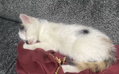 Düzce’de duyarlılık… Canını hiçe sayıp, mahsur kalan yavru kediyi kurtardı!