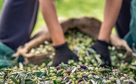 30 bin kilometre uçtular Türkiye’nin Avustralya’ya zeytin ve zeytinyağı ihracatını yüzde 143 artırdılar