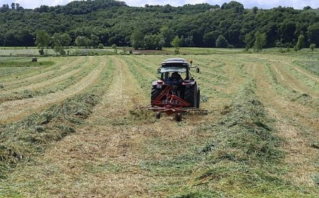 Kocaeli’nde “süt otu” hasadı başladı