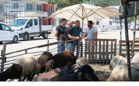 Kurban satış alanlarında denetim