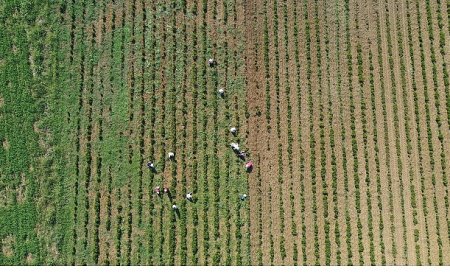 Tıbbi ve aromatik bitkilerin bahar temizliği yapılıyor