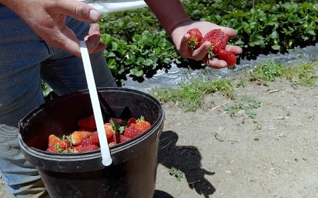 Çilekte kalitenin adresi Akçat Köyü