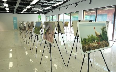 Bu fotoğraf sergisi Ormanya’da görsel şölen sunuyor