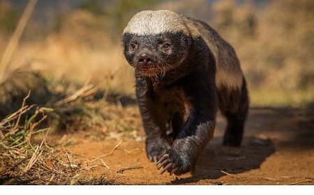 Doğal Yaşamın Süper Yıldızlarının Etkileyici Hikayesi