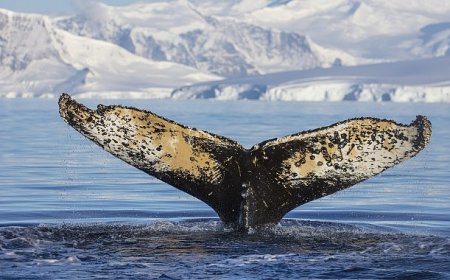 National Geographic NOW Seç-İzle Servisi Haziran Ayında ‘Dalgaların Ardında’ Teması ile İzleyicilerle Buluşuyor!