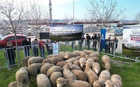 Büyükşehir’den üreticilere damızlık koç desteği