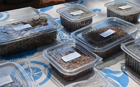 Manisa Tarzanı’nın İzinde Tohumlar Doğayla Buluşacak