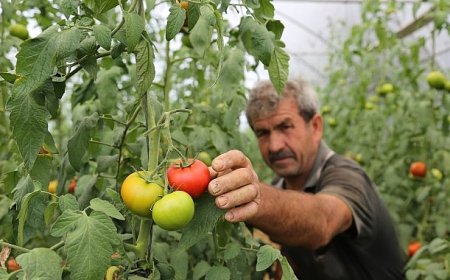 Büyükşehir’den yüzde 50 hibeli sera desteği