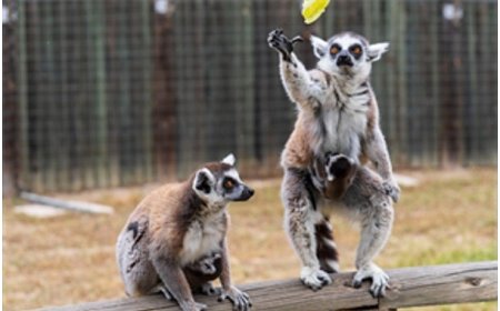 İzmir Doğal Yaşam Parkı’nda bebek heyecanı