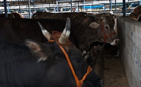 Nilüfer Kurban Bayramı’na hazır