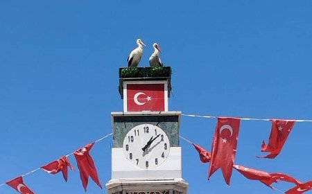 Can ve Canan Leylek Yuvalarına Geldi