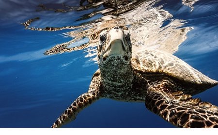 Doğayla Birlikte Varız: Biyolojik Çeşitliliği Korumak Yaşamı Korumaktır