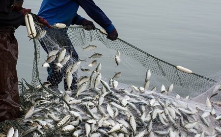 Türkiye’nin su ürünleri ihracatı 5 yılda yüzde 100 arttı