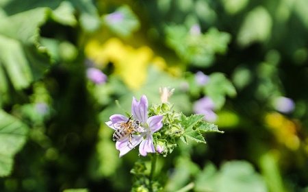Narenciye balı koruma altında
