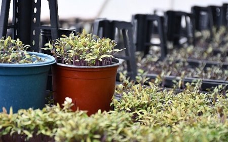 Lüleburgaz Belediyesi ata tohumlarını yaşatıyor