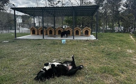 Digiturk’ten Ayazağa’daki Sokak Hayvanları İçin Güvenli Bir Yuva