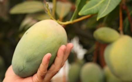 Başkan Böcek’ten avokado ve mango hasadı