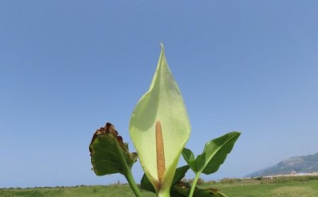 Milleyha kuşcennetinden yeni bir Yılanyastığı türü keşfedildi: “Milleyha tırşığı”