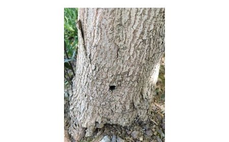 Kavacık’taki Hasta Ağaçlar Alandan Uzaklaştırılacak