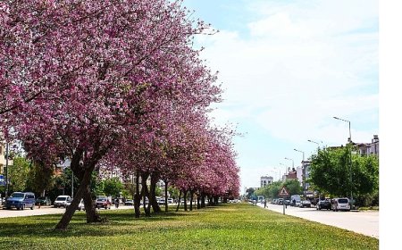 Mevsimlik çiçekler şehri güzelleştiriyor