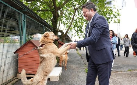 Kadıköy Belediyesi Geçici Hayvan Bakımevi Yenilendi