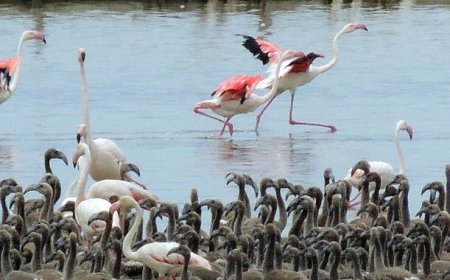 Flamingoların büyüleyici dünyası Bornova’da