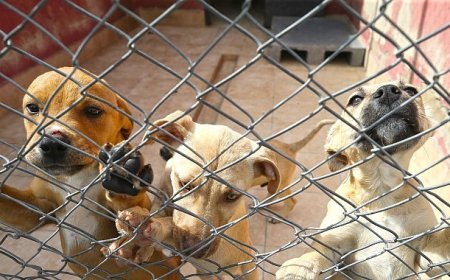 Karşıyaka yeni hayvan yaşam merkezine kavuşuyor