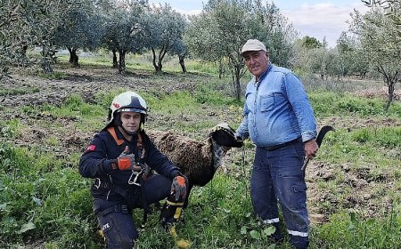 Kuyuya düşen koyunu itfaiye kurtardı