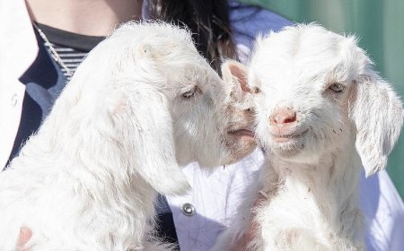 Doğal yaşam parkında yavru heyecanı