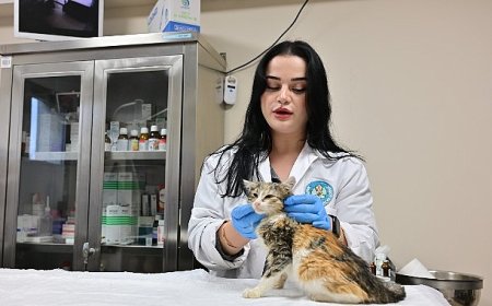 Minik Patiler Kliniği’nde Kısırlaştırılan Kedi Sayısı 3 Bini Geçti
