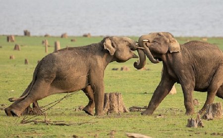 National Geographic NOW Seç-İzle Servisinin Nisan Ayı Teması ‘Hayvanların Gizemli Dünyası’…