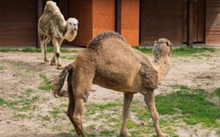 Can yoldaşı oldular