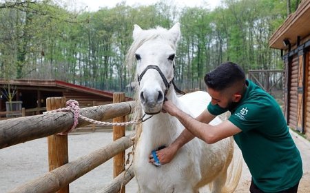 Bayramda doğanın kalbi Ormanya’da atacak