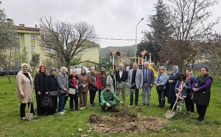 Gölcük’te Orman Haftasında Zeytin Ağaçları Toprakla Buluştu