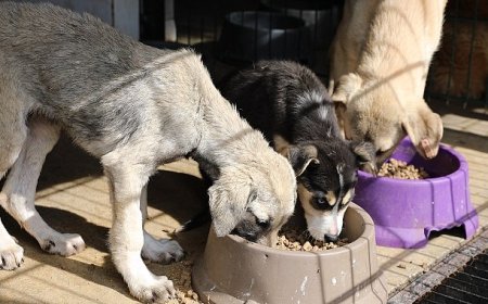 Mudanya’da can dostların maması belediyeden 