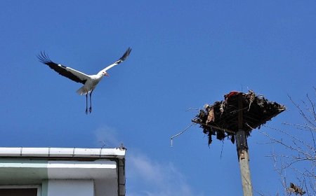 Büyükşehir’den leylek yuvasına güvenli dokunuş