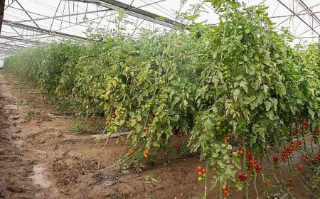 Büyükşehir Belediyesi Aksulu çiftçilerin yanında