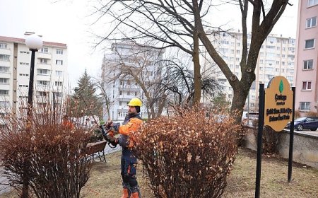 Çankaya’da Budama Çalışmaları Bahar Öncesi Hız Kazandı