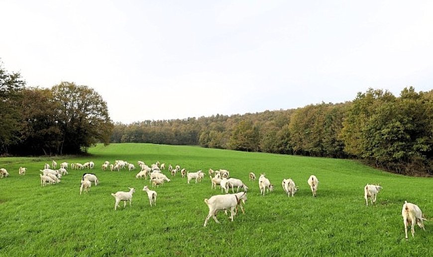 Süt otu desteği meraları berekete kavuşturdu