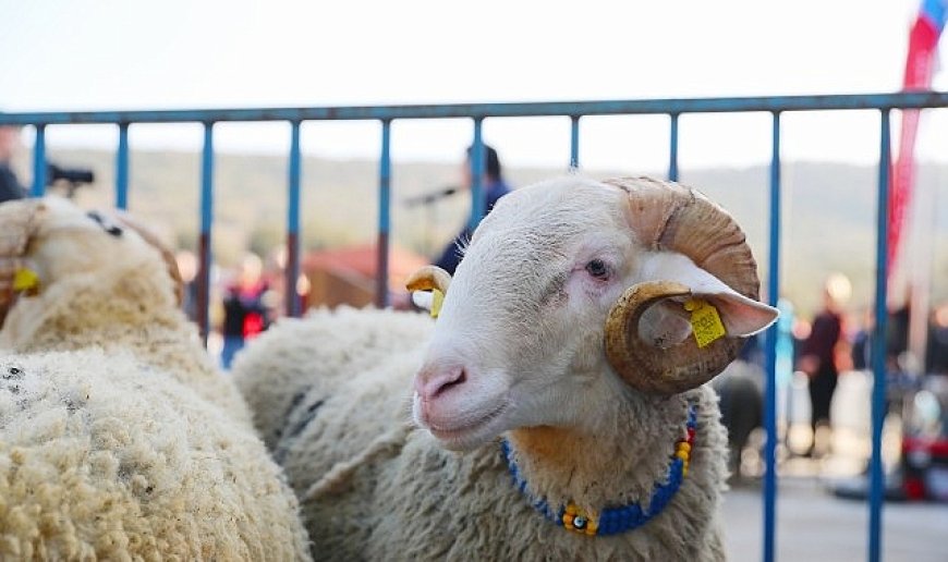 Aliağa Belediyesi’nden Üreticiye Yeni Destek: Damızlık Koyun Dağıtımında İkinci Etap Başlıyor