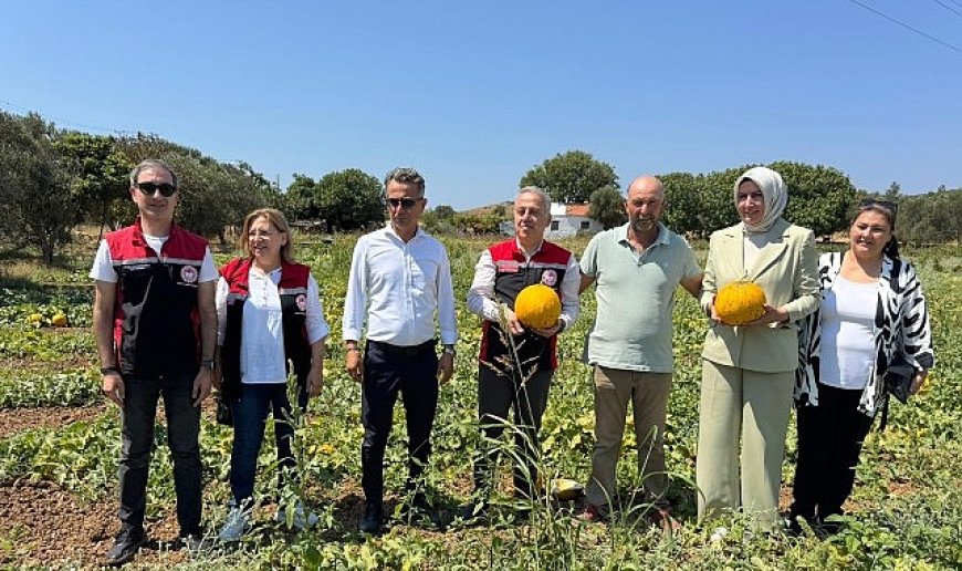 Meşhur Çeşme Kavununda Hasat Zamanı