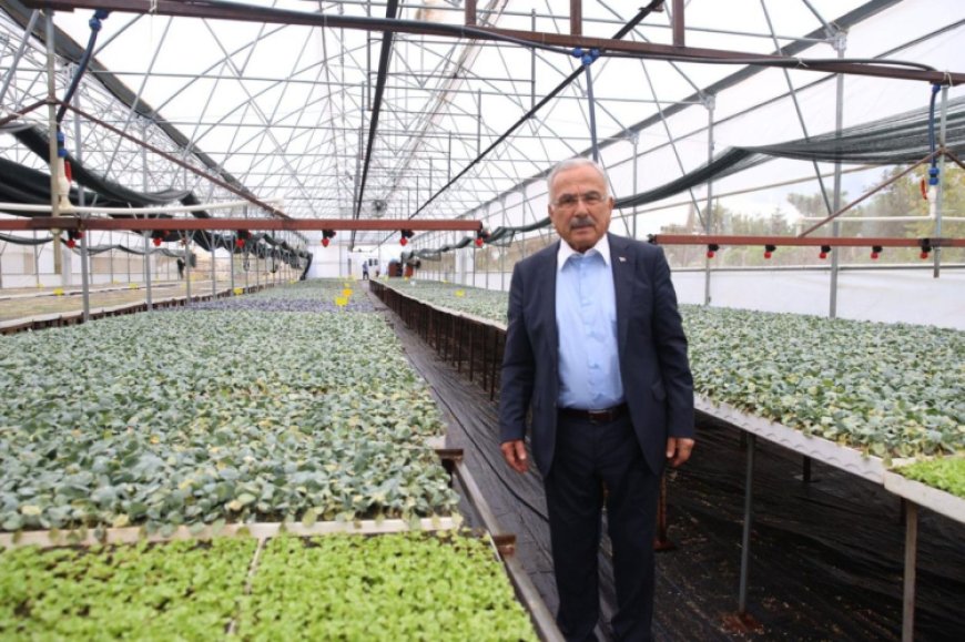 Ordu’da ilk kez üretildi: 200 bin  fide dağıtıma hazır