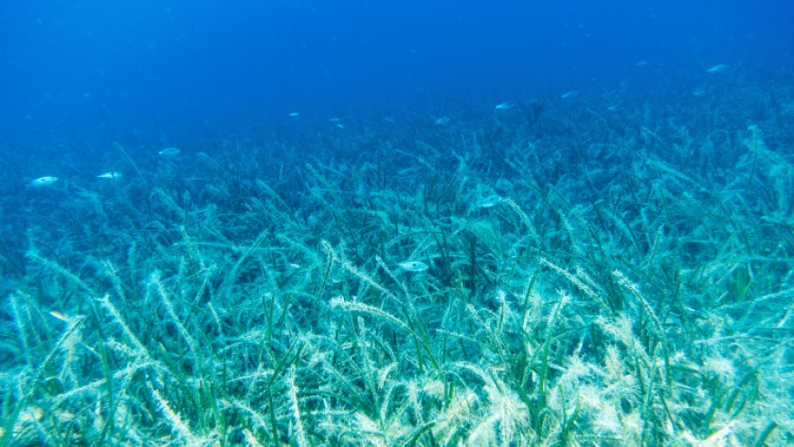 Pina ve deniz çayırları Marmara’ya hayat veriyor