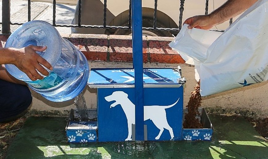 Yazın Sıcak Günlerinde Küçükçekmece Belediyesi’nden Sokak Hayvanlarına Can Suyu Çağrısı