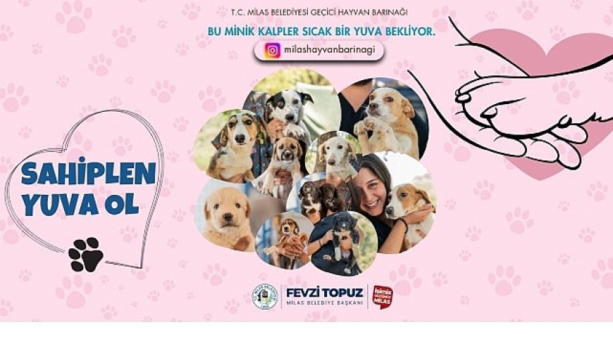 Sevimli Dostlarımız Sıcak Yuvalarını Bekliyor