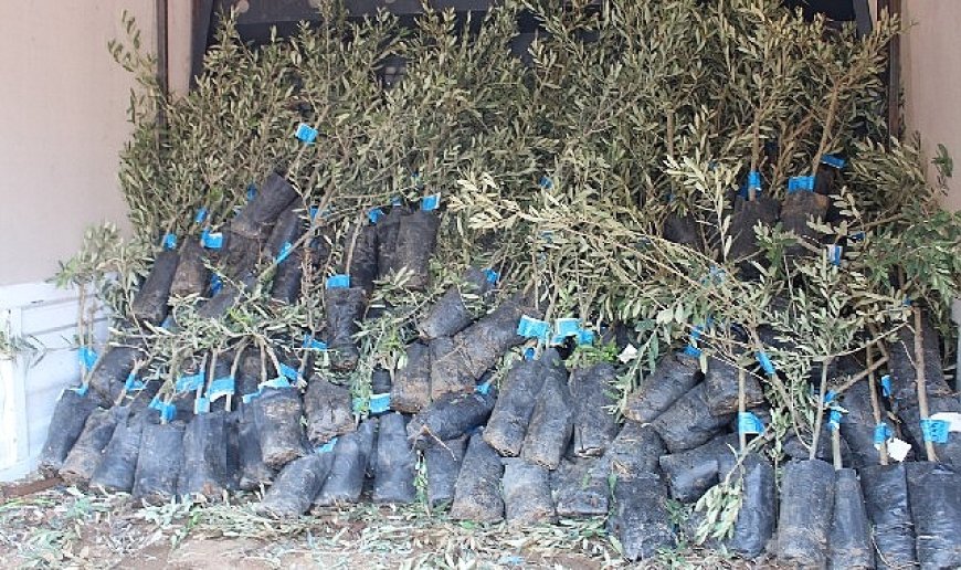19 ilçede 2 bin üreticiye 40 bin zeytin fidanı dağıtılacak