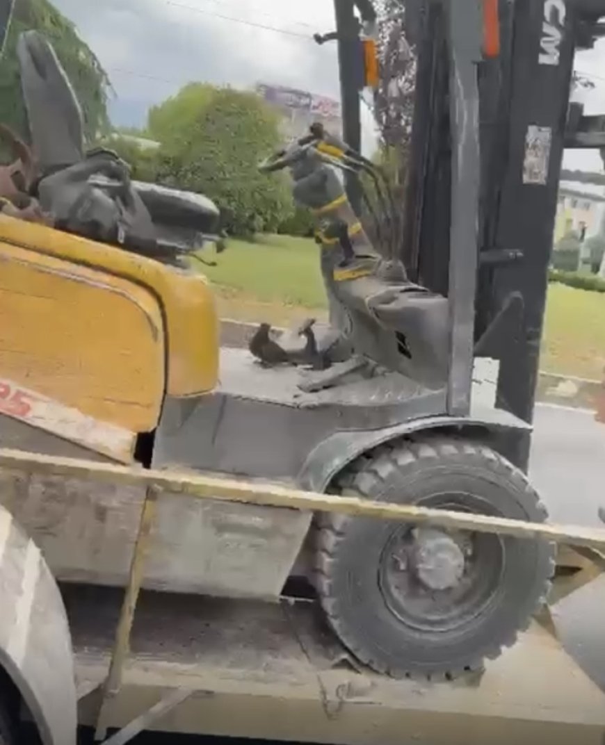 Düzce’de forkliftte seyahat eden kuş gülümsetti